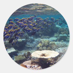 Adesivo Redondo Peixes do cirurgião do azul de pó