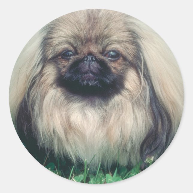 Adesivo Redondo Pekingese (Frente)