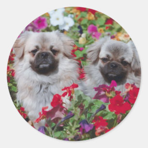 Adesivo Redondo Pekingese Stickers
