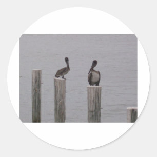 Adesivo Redondo Pelicanos 3
