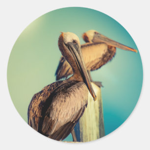 Adesivo Redondo Pelicanos no amanhecer