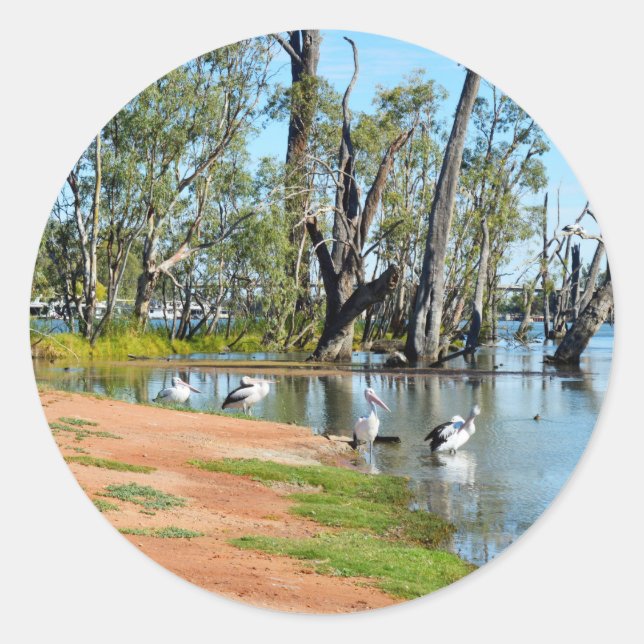 Adesivo Redondo Pelicanos Sunbaking River Murray Austrália Sticker (Frente)