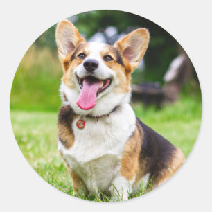 Adesivo Redondo Pembroke De Três Cães De Papoilas De Galsh Corgi