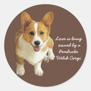Adesivo Redondo Pembroke Welsh Corgi Happy Sticker