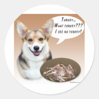Pembroke Welsh Corgi Turquia