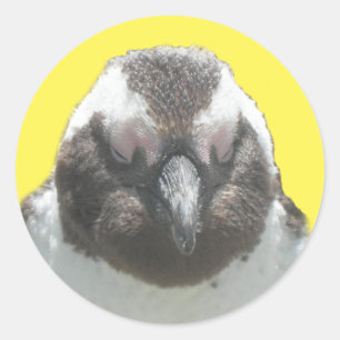 Adesivo Redondo Penguin Face Sticker Sul-Africano