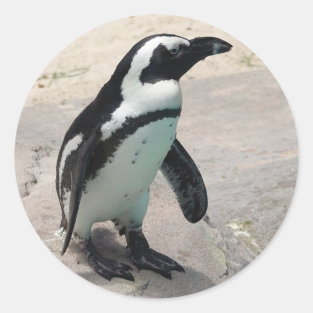 Adesivo Redondo Penquin Sticker (Frente)