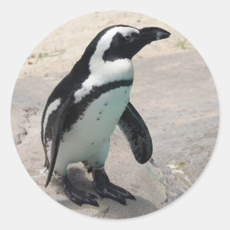 Adesivo Redondo Penquin Sticker