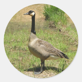 Adesivo Redondo Pentes de ganso