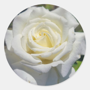 Adesivo Redondo Pentes de Rosa Brancas