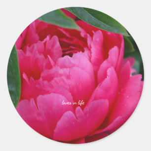 Adesivo Redondo Peônia Rosa Tímida