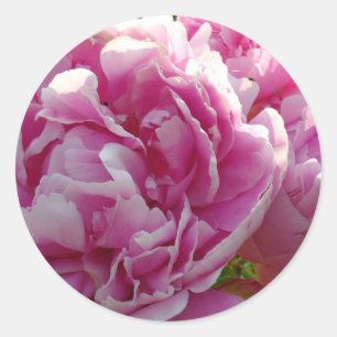 Adesivo Redondo Peony Rosa  quintal Jardim Florestal