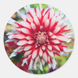 Adesivo Redondo Peppermint Dahlia Sticker