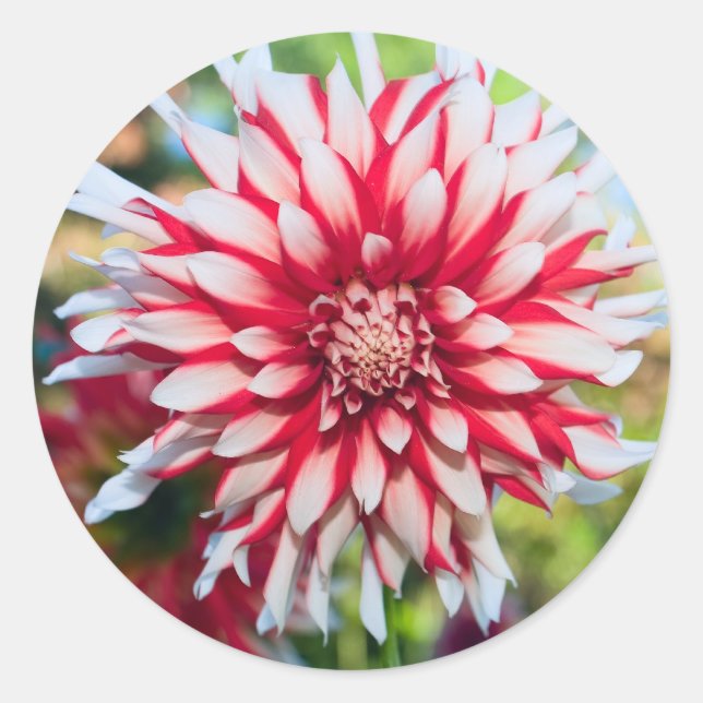 Adesivo Redondo Peppermint Dahlia Sticker (Frente)