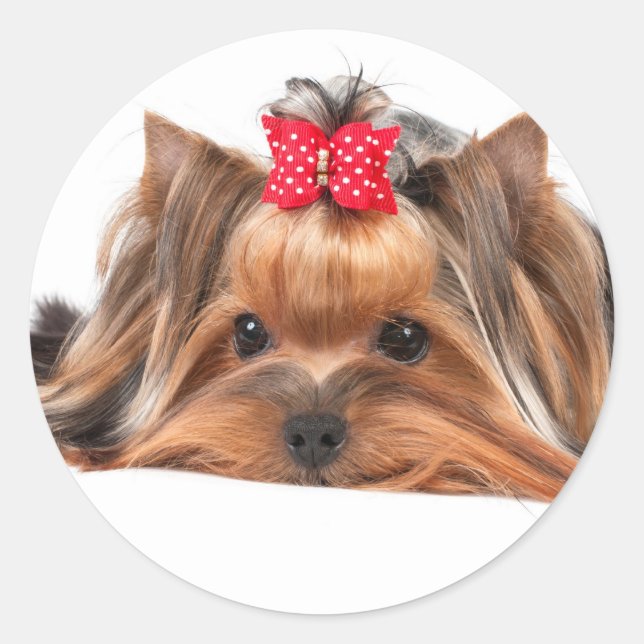 Adesivo Redondo Pequena beleza (Frente)