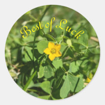 Pequeno pedaço de sorte