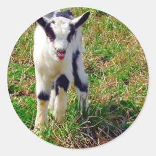 Adesivo Redondo Pequeno Ponto