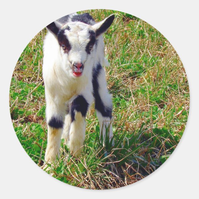 Adesivo Redondo Pequeno Ponto (Frente)