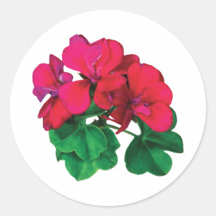 Adesivo Redondo Pequenos alemães magenta