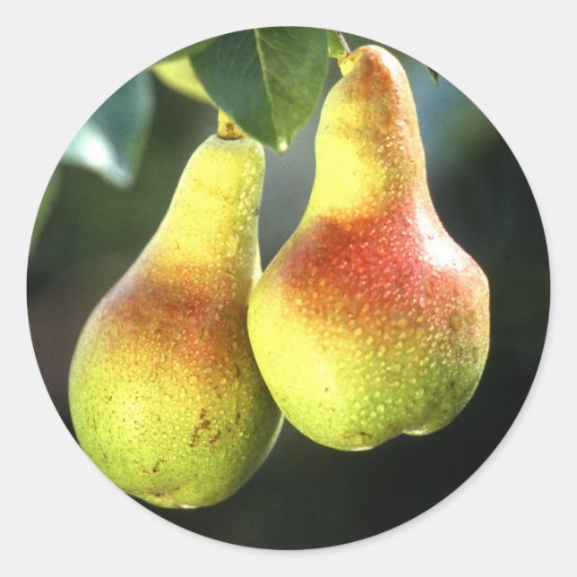 Adesivo Redondo Peras (Frente)