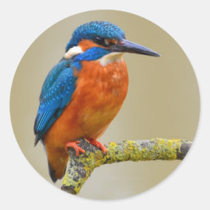 Adesivo Redondo Perching Kingfisher