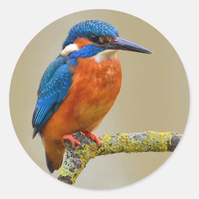 Adesivo Redondo Perching Kingfisher (Frente)