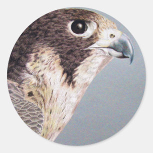 Adesivo Redondo Peregrine Falcon