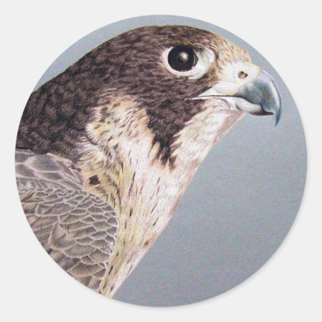 Adesivo Redondo Peregrine Falcon Sticker (Frente)
