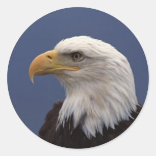 Adesivo Redondo Perfil da águia americana