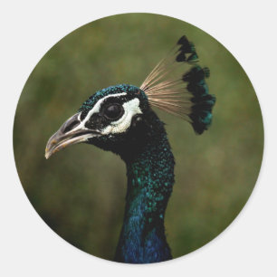 Adesivo Redondo Perfil de Peacock