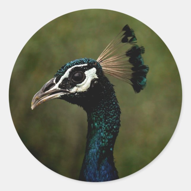 Adesivo Redondo Perfil de Peacock (Frente)