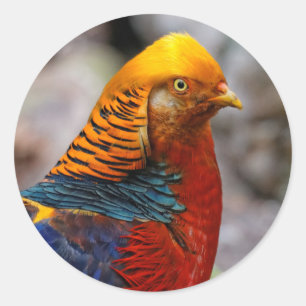 Adesivo Redondo Perfil de um faisão vermelho dourado