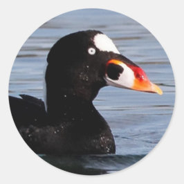 Adesivo Redondo Perfil de um Surf Scoter Drake