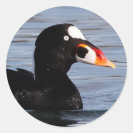 Adesivo Redondo Perfil de um Surf Scoter Drake
