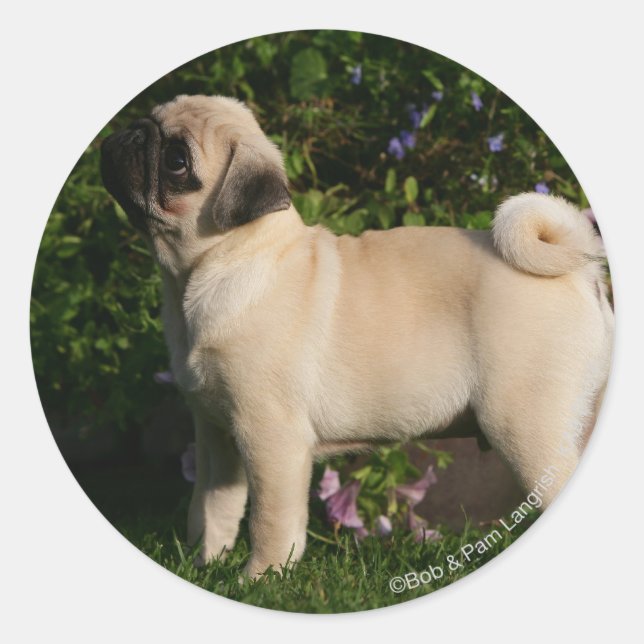Adesivo Redondo Perfil Fawn Pug (Frente)