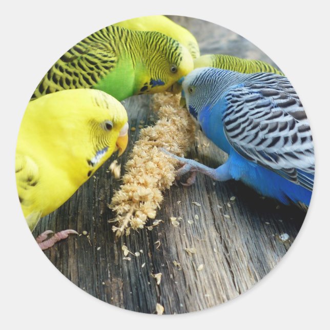 Adesivo Redondo Periquitos (Melopsittacus undulatus) (Frente)