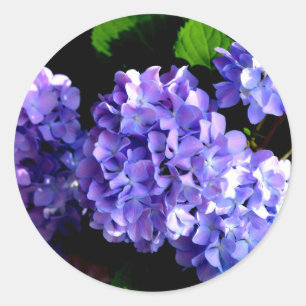 Adesivo Redondo Periwinkle Hydrangeas