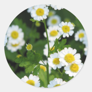 Adesivo Redondo Personalizar produto