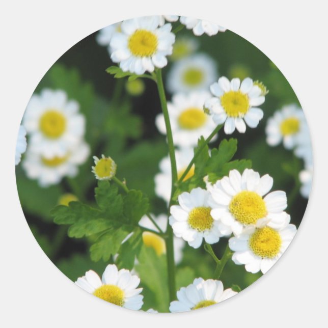 Adesivo Redondo Personalizar produto (Frente)