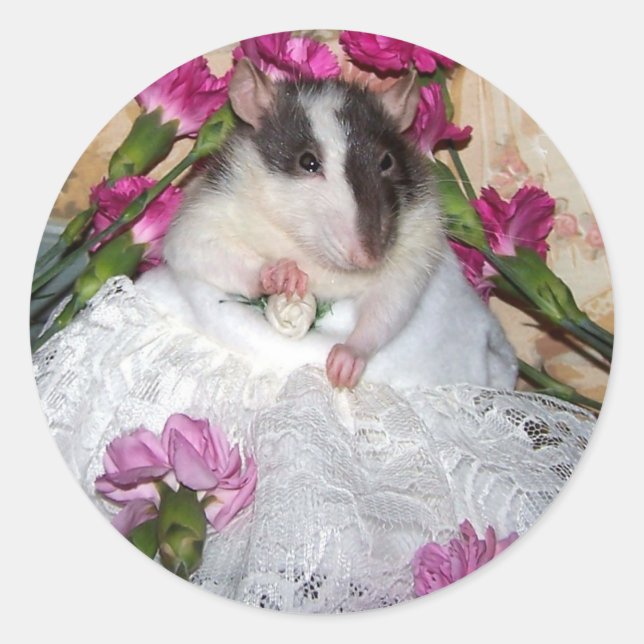 Adesivo Redondo Pet Rat Noiva Trudy Stickers (Frente)