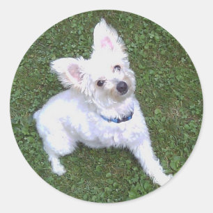 Adesivo Redondo Petey, Pom-A-Poo Sticker