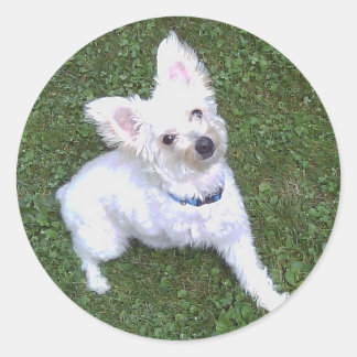 Adesivo Redondo Petey, Pom-A-Poo Sticker