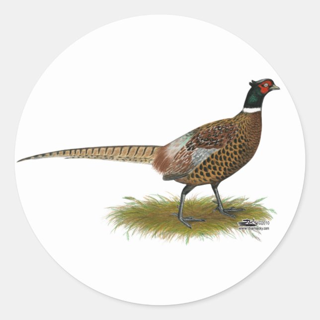 Adesivo Redondo Pheasant Rooster (Frente)