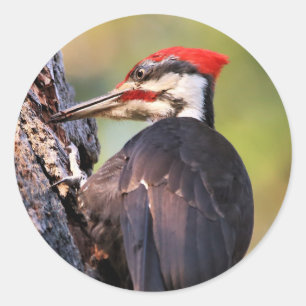 Adesivo Redondo Pica-pau bonito de Pileated na árvore