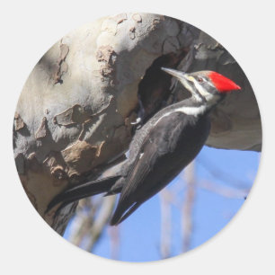 Adesivo Redondo Pica-pau de Pileated