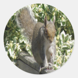 Adesivo Redondo Picante de esquilo