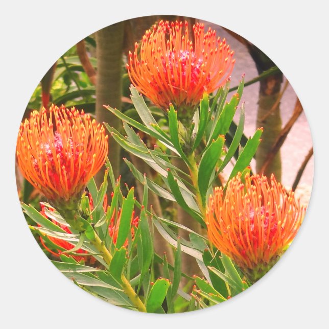 Adesivo Redondo Pincushion Tango #1 Stickers (Frente)