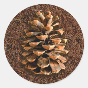 Adesivo Redondo Pine Cone On Fallen Agulhas
