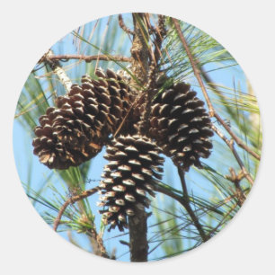 Adesivo Redondo Pine Cone Stickers
