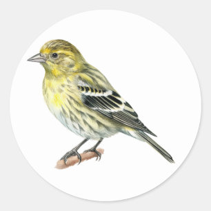 Adesivo Redondo Pine Siskin Songbird Stickers